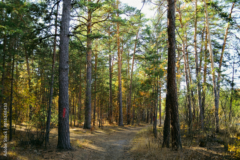Autumn forest landscape with a path between the trees Autumn forest landscape with a path between the trees