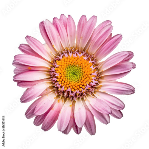 pink gerber daisy isolated on transparent background cutout © Papugrat