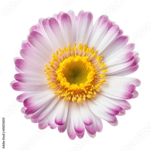 pink gerber daisy isolated on transparent background cutout