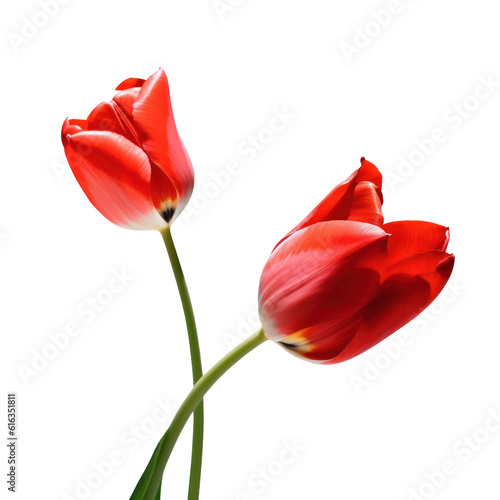 two tulips isolated on transparent background cutout