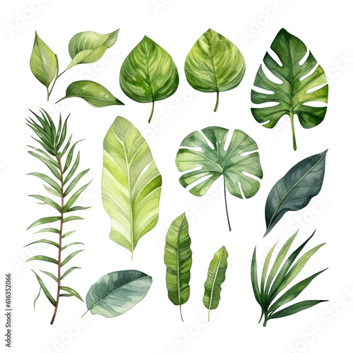 set of green leaves watercolor isolated on transparent background cutout