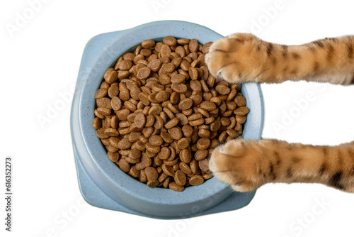 A bowl of delicious dry cat food in cat paws.