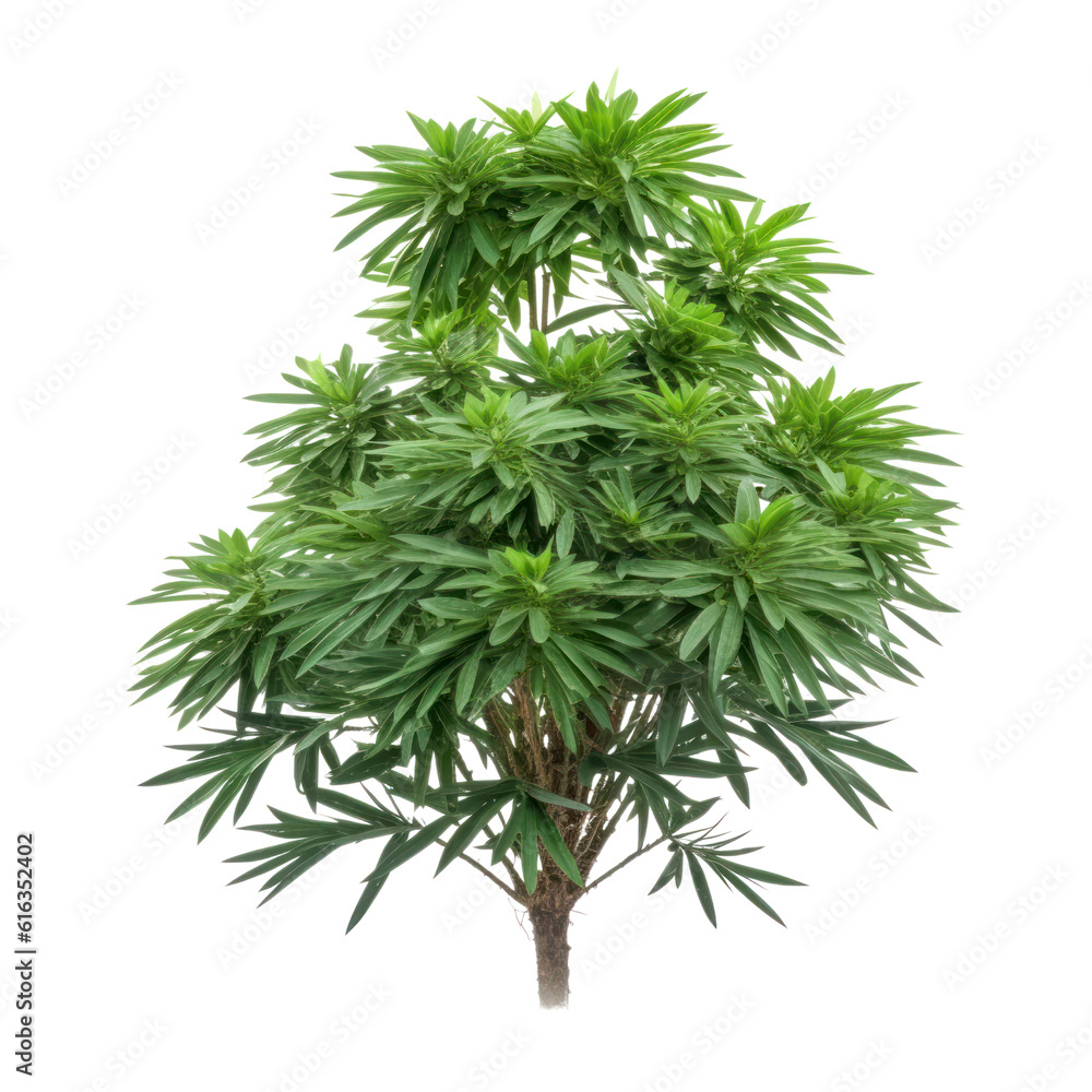 tree isolated on transparent background cutout tree isolated on transparent background cutout