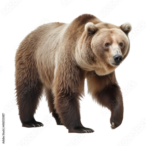 brown bear isolated on transparent background cutout © Papugrat