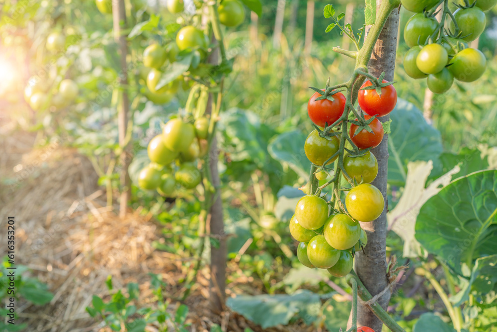 cherry tomatoes ripen in the garden in the sun. eco vegetables cherry tomatoes ripen in the garden in the sun. eco vegetables