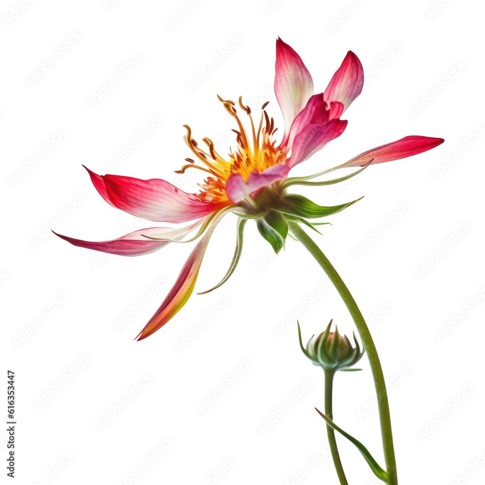 flower isolated on transparent background cutout