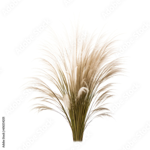 wheat isolated on transparent background cutout