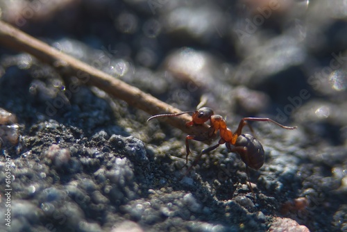Macro photo of a red ant pulling a stick. 