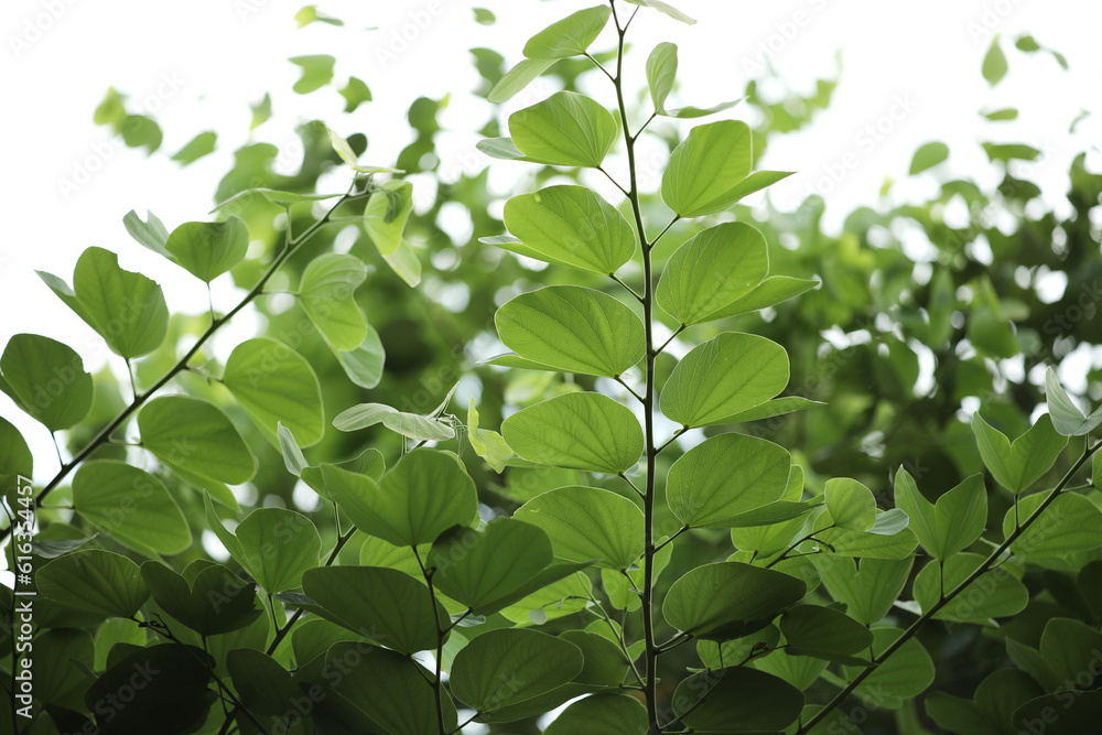 Bauhinia purpurea leaves background. Green leaves background;