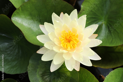 Yellow waterlily flower with green leaves background