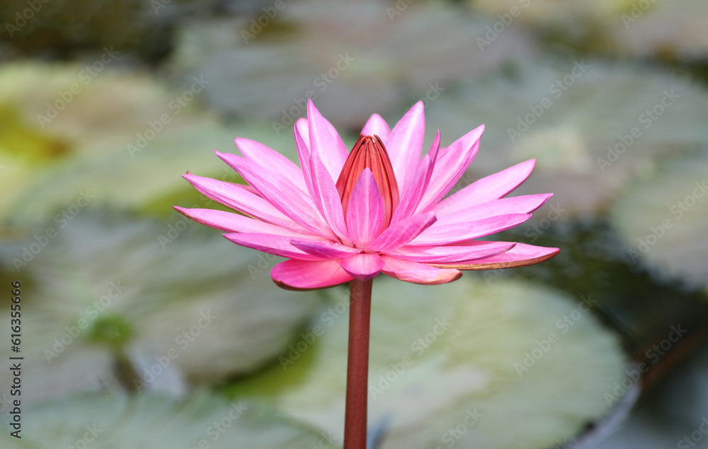 Pink Hairy water lily with green leaves in background. Pink Hairy water lily with green leaves in background.