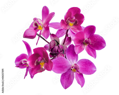 Fototapeta Naklejka Na Ścianę i Meble -  Purple orchid, Philippine ground orchid, Tropical flowers isolated on white background, with clipping path