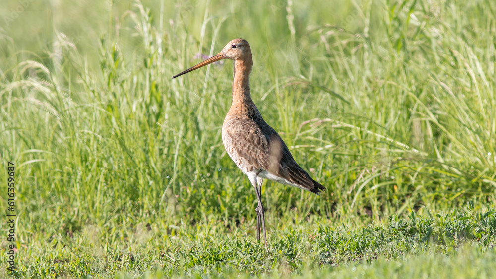 Obraz premium blue heron