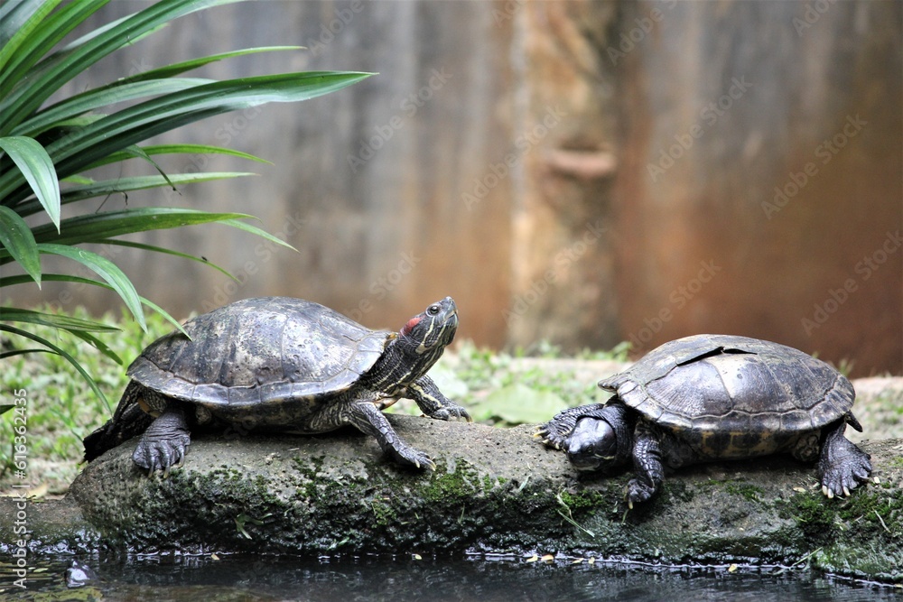 Obraz premium turtles at the zoo with an animal theme