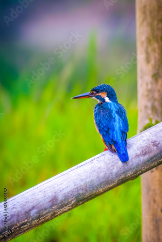 This fisher bird is blue,