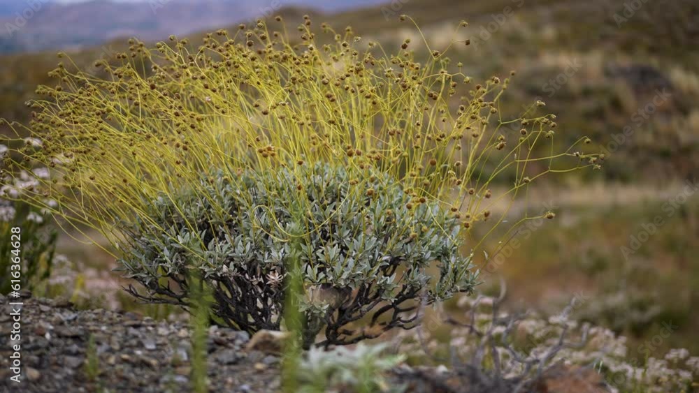 Dried dead flowers on the Brittlebush plant in the desert hills of Lake Elsinore, California swaying in the wind. Dried dead flowers on the Brittlebush plant in the desert hills of Lake Elsinore, California swaying in the wind.