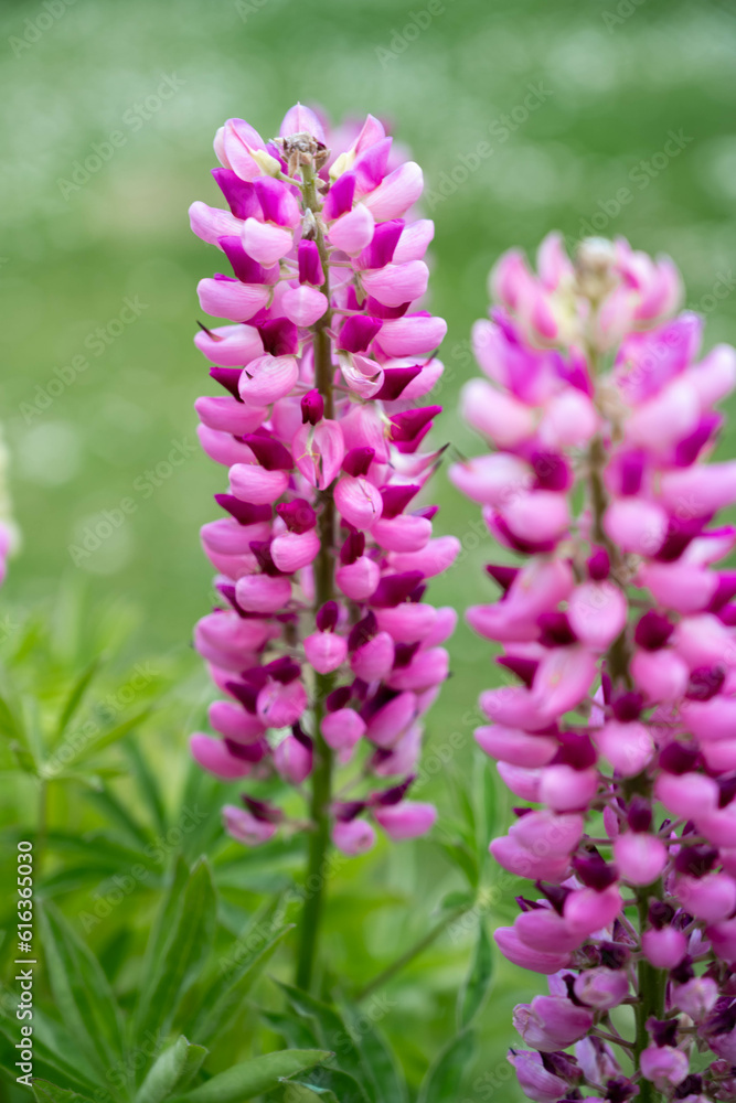 Pink lupins summer blooming flowers, in the garden in sunshine Pink lupins summer blooming flowers, in the garden in sunshine