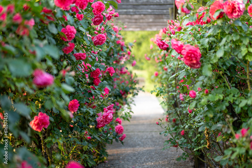 Fototapeta Naklejka Na Ścianę i Meble -  Wooden pergola overgrown with beautiful pink roses. Wooden garden support structure. Trellis. Rose garden. Chorzow, Silesian Park.