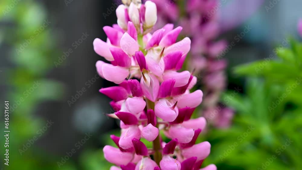 Pink lupins summer blooming flowers, in the garden in sunshine Pink lupins summer blooming flowers, in the garden in sunshine
