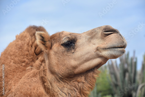 Fluffy Camel Up Close and Personal