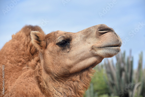 Fluffy Dromedary Camel Against a Blue Sky