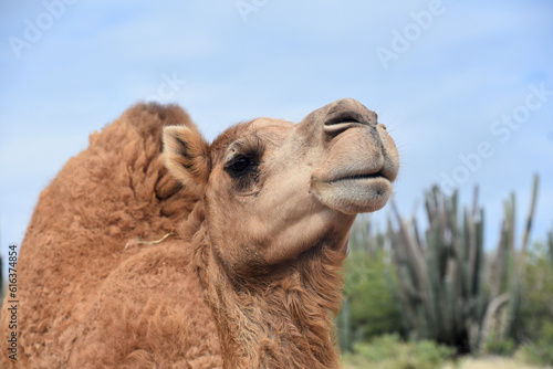 Look into the Face of a Dromedary Camel