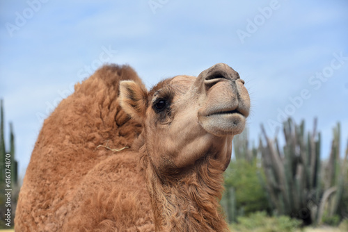 Fantastic Glance into the Face of a Shaggy Camel