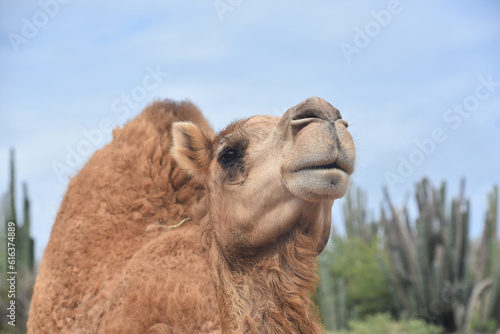 Wild Dromedary Camel with Thick Fluffy Fur