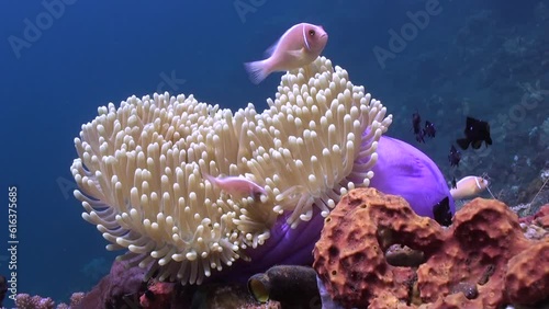 Underwater anemone and clown fish impress with their beauty. Unique relationship between anemones and clownfish benefits both parties.