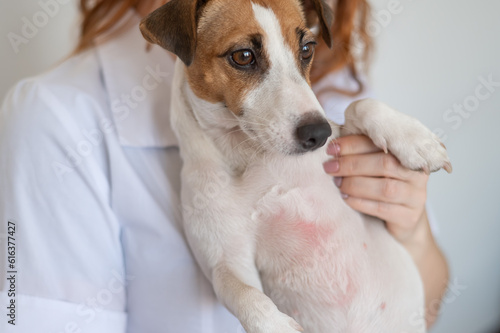Fototapeta Veterinarian holding a jack russell terrier dog with dermatitis.