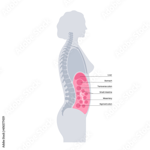 Abdominal cavity anatomy