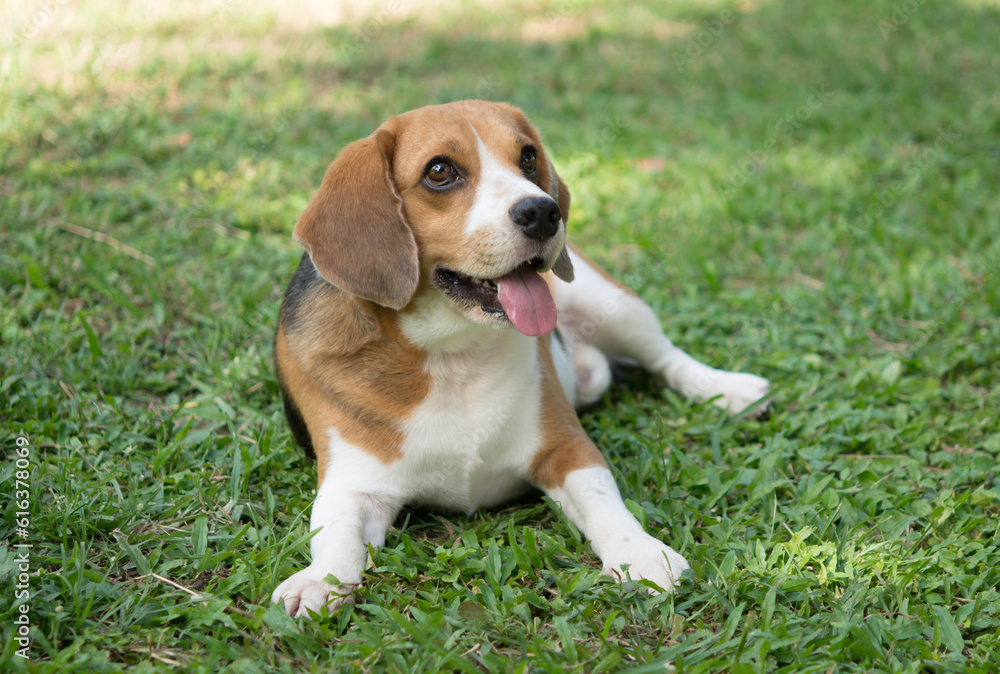 cute beagle dog on green grass outdoor in the park on sunny day, Happy beagle dog, smile beagle dog, adorable pet.