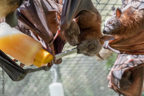Cute furry flying foxes, bats are feeding milk from a bottle, hanging on the cage in a bat hospital, sanctuary in Australia. Sunny weather