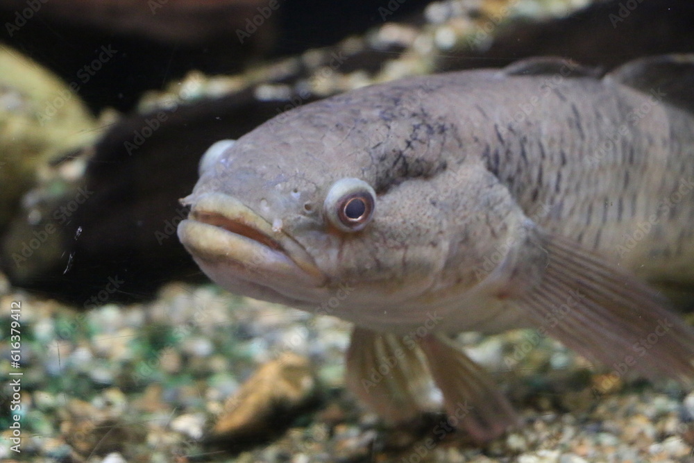 Obraz premium ホシマダラハゼ