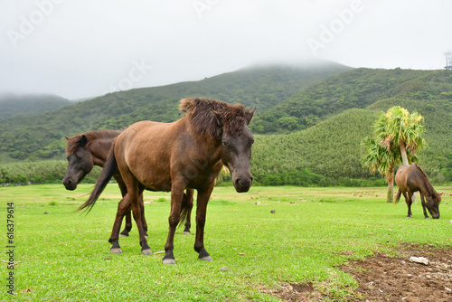 鹿児島県トカラ列島に生息する日本在来馬の珍しいトカラ馬