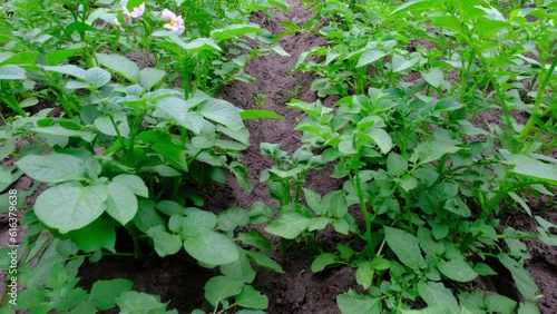 Close up of rows of potato plants growing organically in the vegetable pesticide free garden while moving camera forward in slow motion. photo