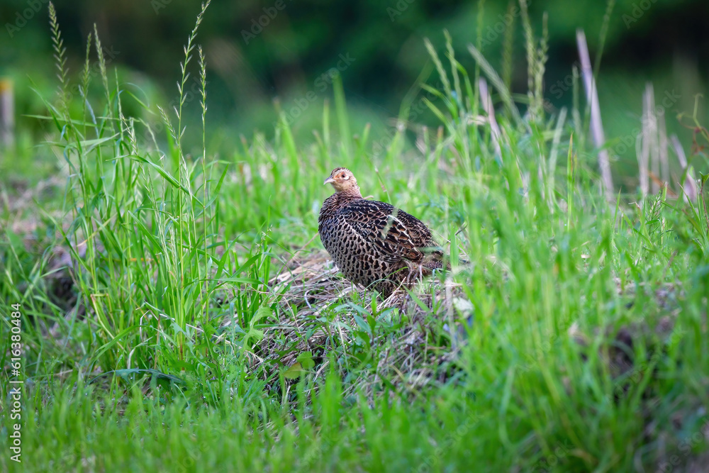 田んぼや畑で見られる美しい身近な野鳥、キジ