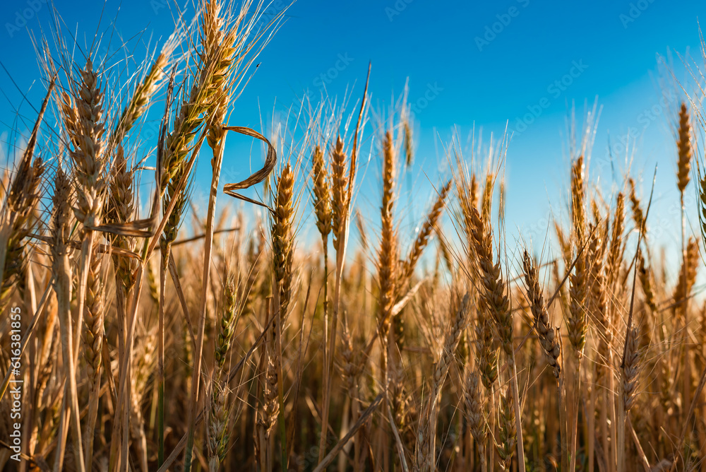 wheat field and sky wheat field and sky