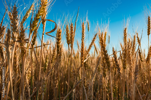 Bild auf Leinwand wheat field and sky