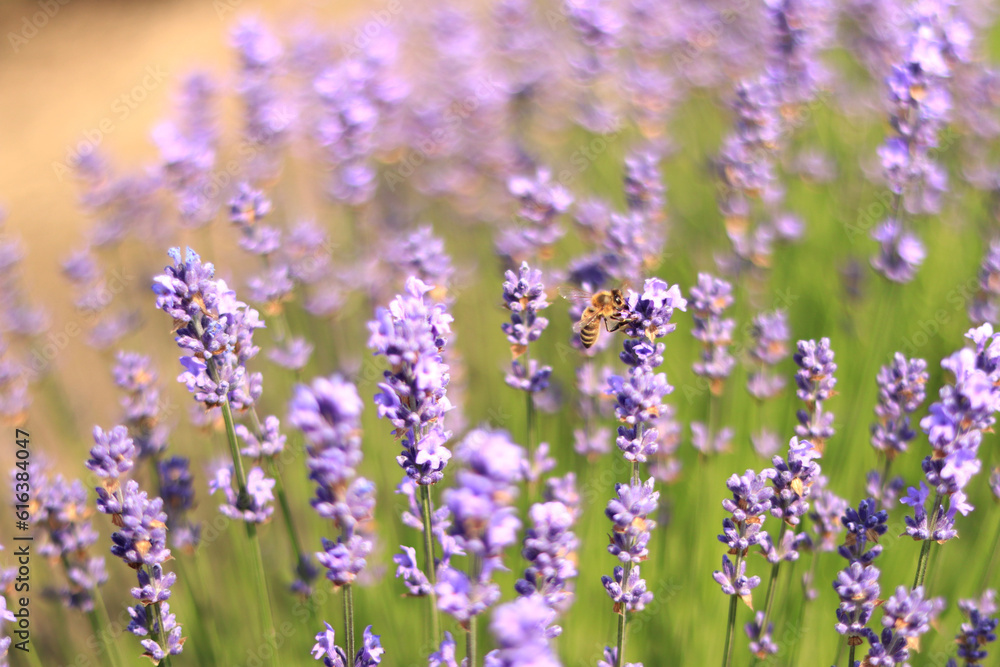 A bee on a lavender flower close-up. Purple lavender flowers in the foreground and blurred background. Aromatherapy. Blooming lavender field. A bee on a lavender flower close-up. Purple lavender flowers in the foreground and blurred background. Aromatherapy. Blooming lavender field.