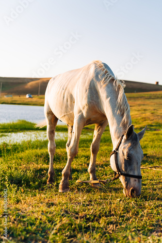 horse in the meadow near the lake photo