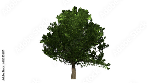 beautiful tree for decoration on a transparent background. PNG