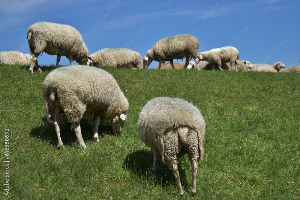 Schafe am Deich Schafe am Deich