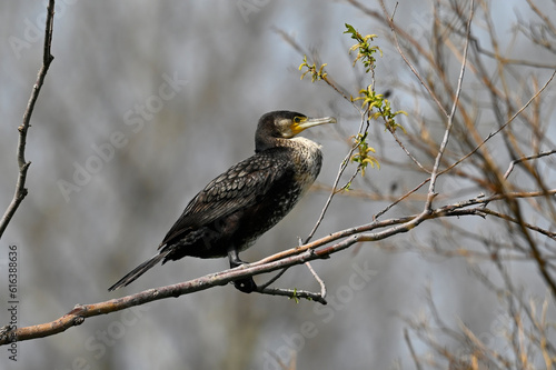 Great cormorant // Kormoran (Phalacrocorax carbo) photo