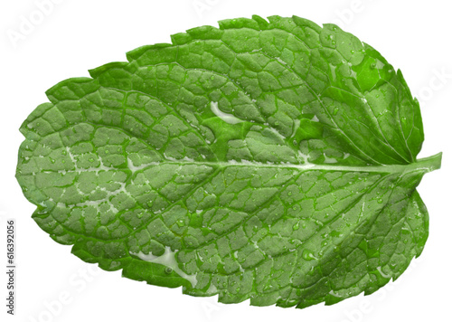 Mint leaf. Fresh mint on background. Mint leaf.