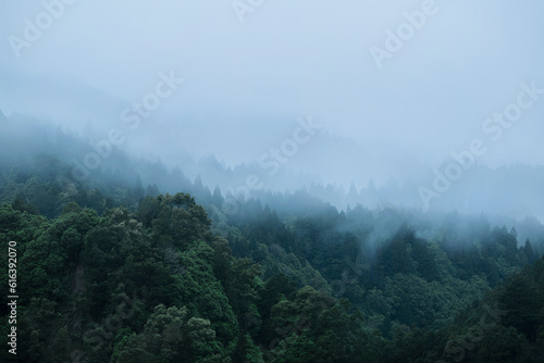 High angle view of a forrest on a foggy morning. Nature background with copy space