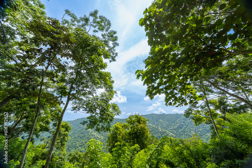 trees in the forest