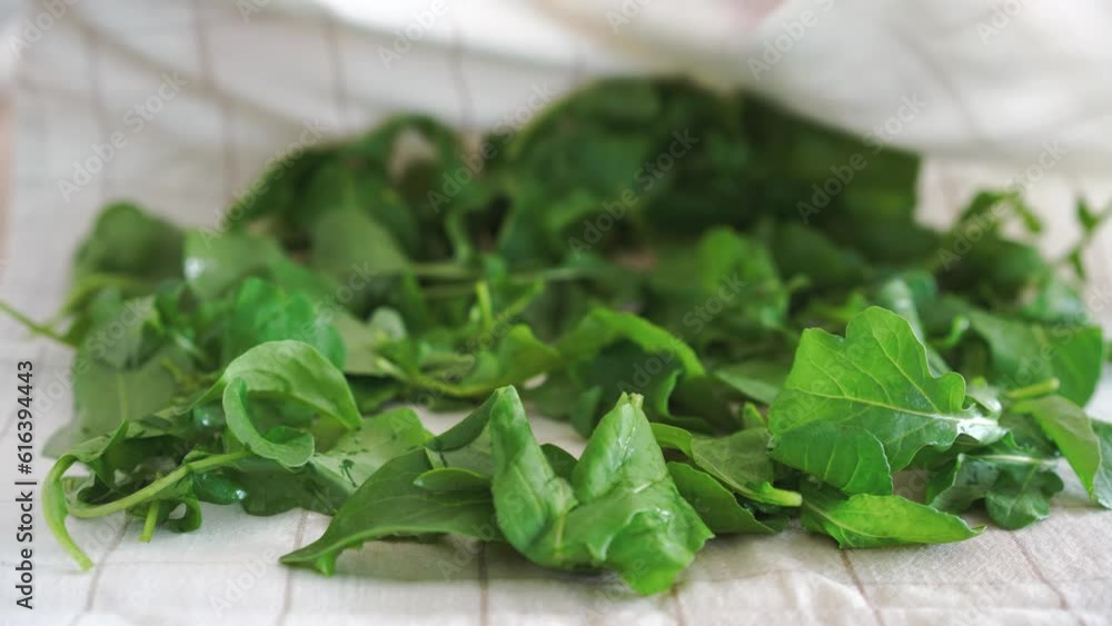 washed arugula leaves on kitchen towel for drying. High quality 4k footage washed arugula leaves on kitchen towel for drying. High quality 4k footage
