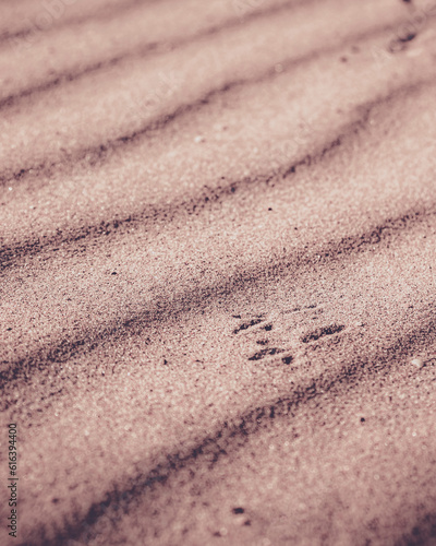 Ballade à Berck-sur-mer