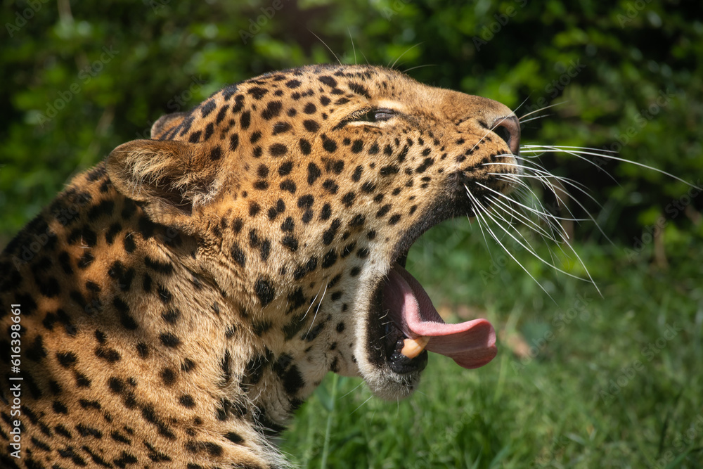 Obraz premium Javan Leopard Yawns in Zoological Garden. Closeup of Panthera Pardus Melas in Zoo. Wild Cat with Green Background.